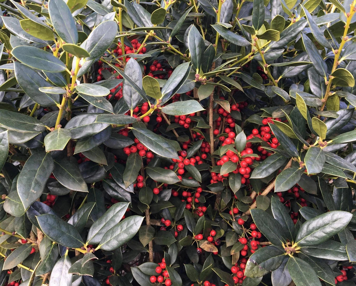 Holly - Needlepoint - 3 gal