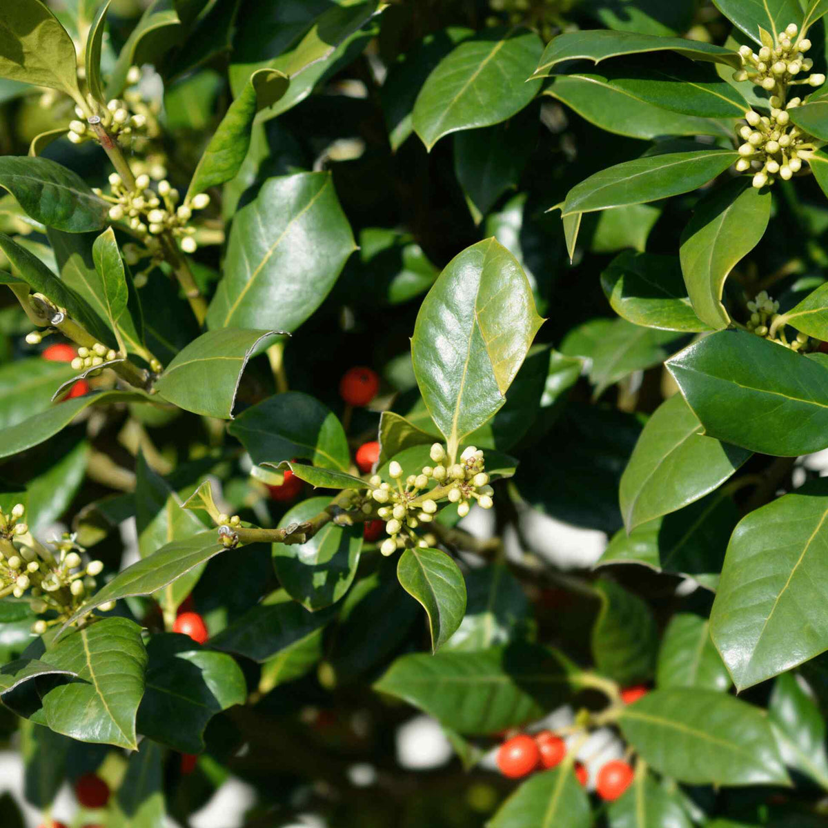 Nelly R Stevens Holly - 3 Gallon