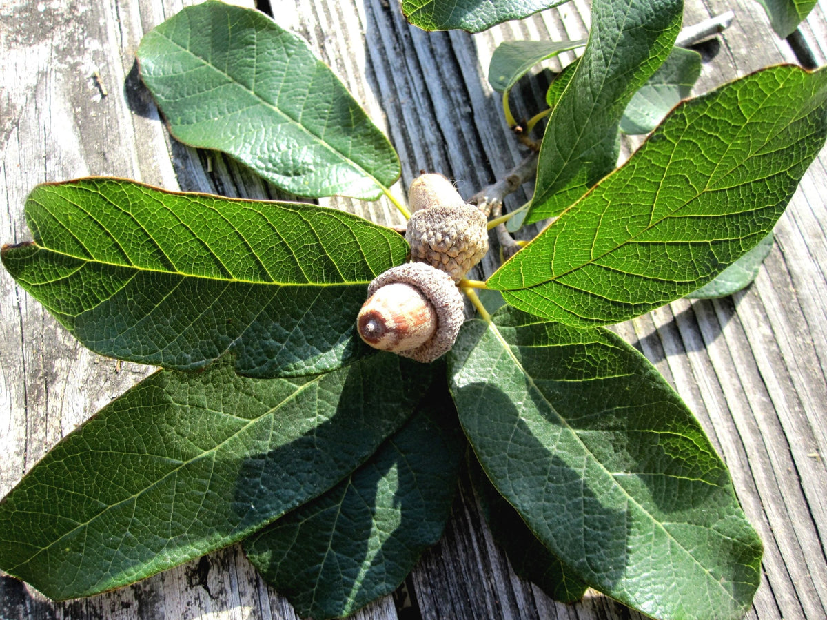 Oak - Mexican White