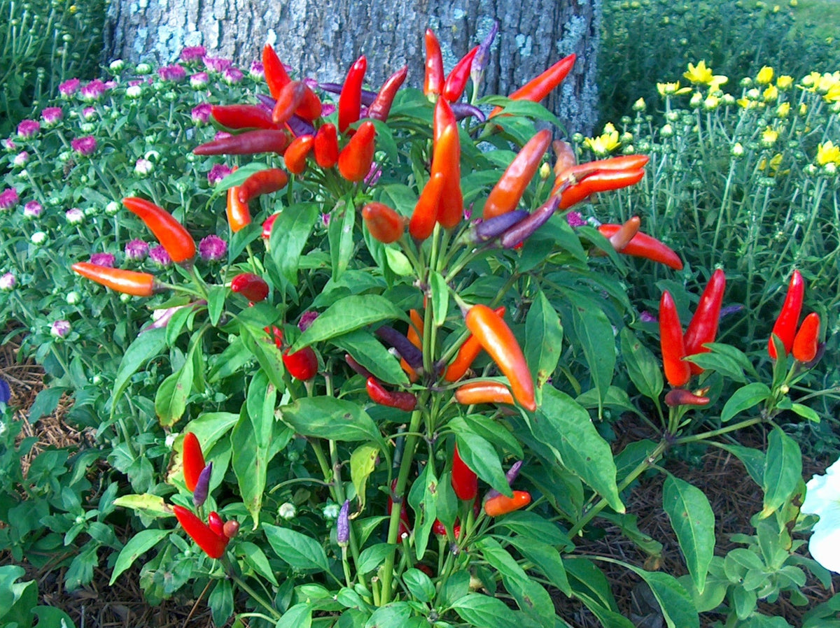 Ornamental Peppers