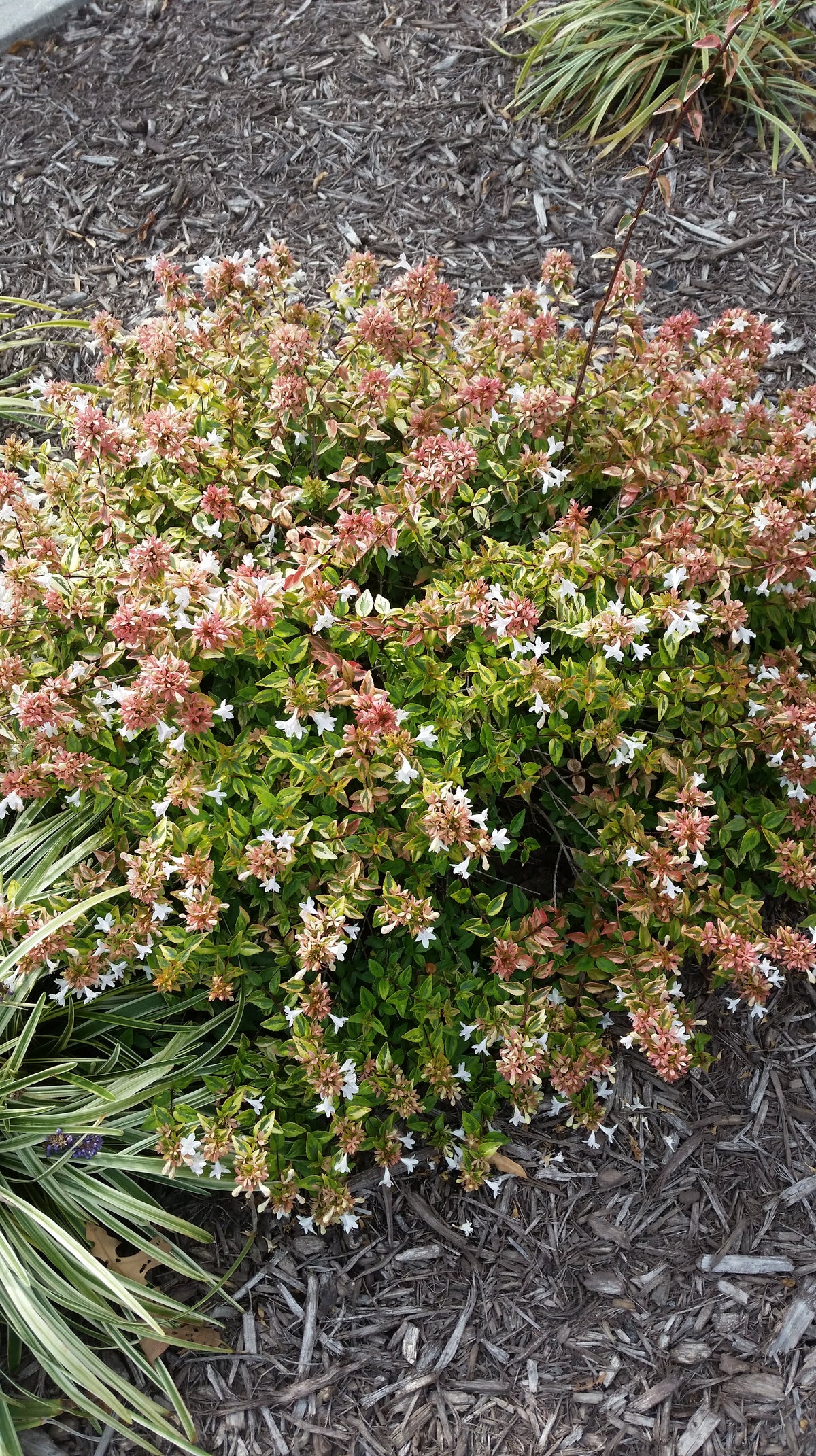 Abelia - Kaleidoscope - 3 gal