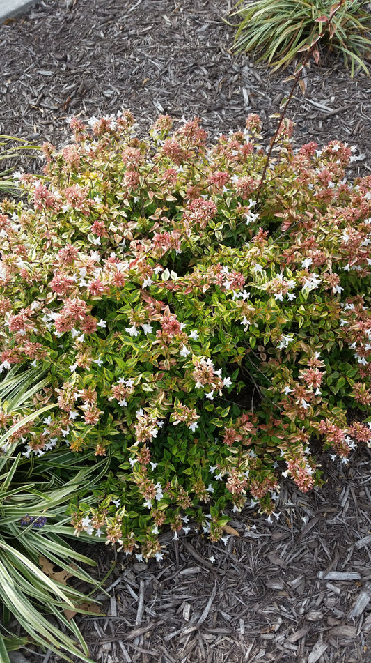 Kaleidoscope Abelia - 3 Gallon