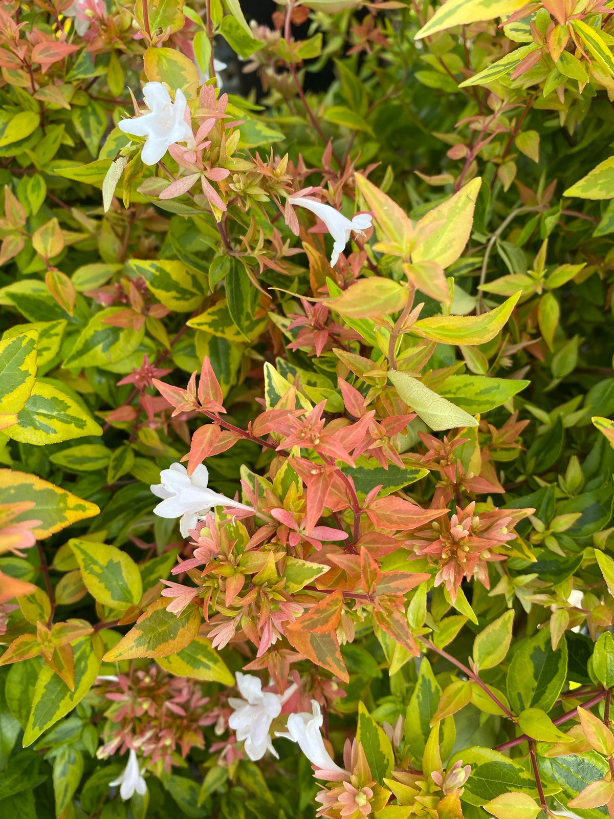 Abelia - Kaleidoscope - 3 gal