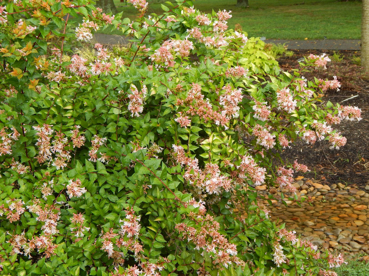Abelia - Rose Creek - 3 gal