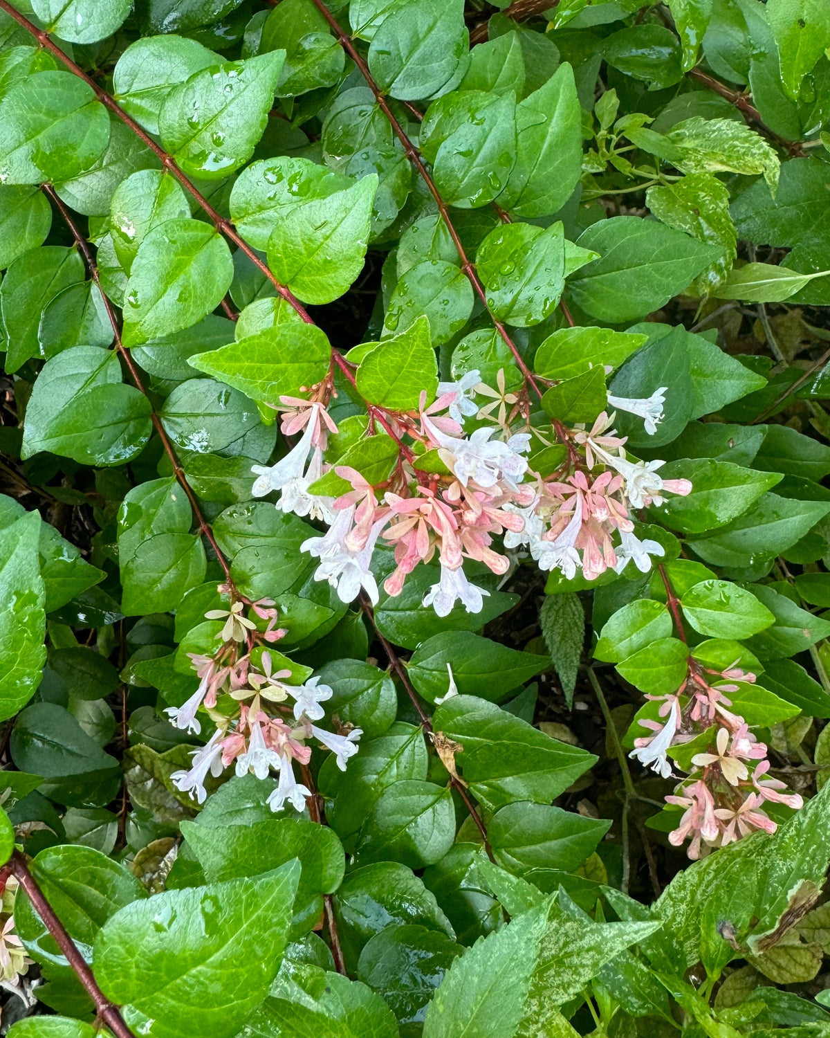 Abelia - Rose Creek - 3 gal