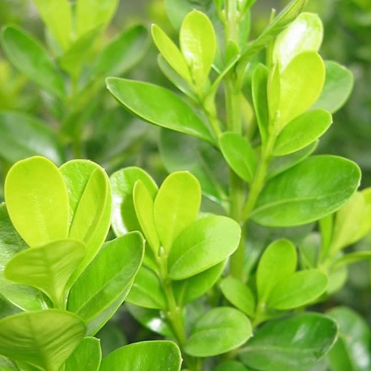 Boxwood - Japanese