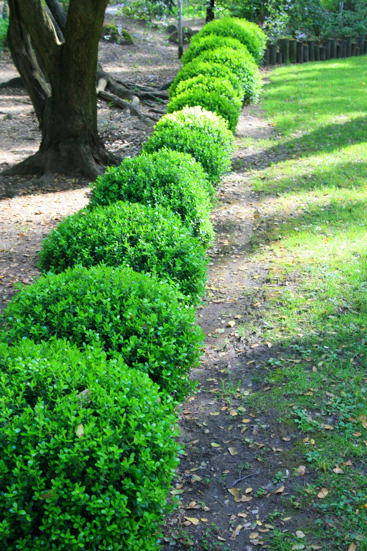 Boxwood - Japanese