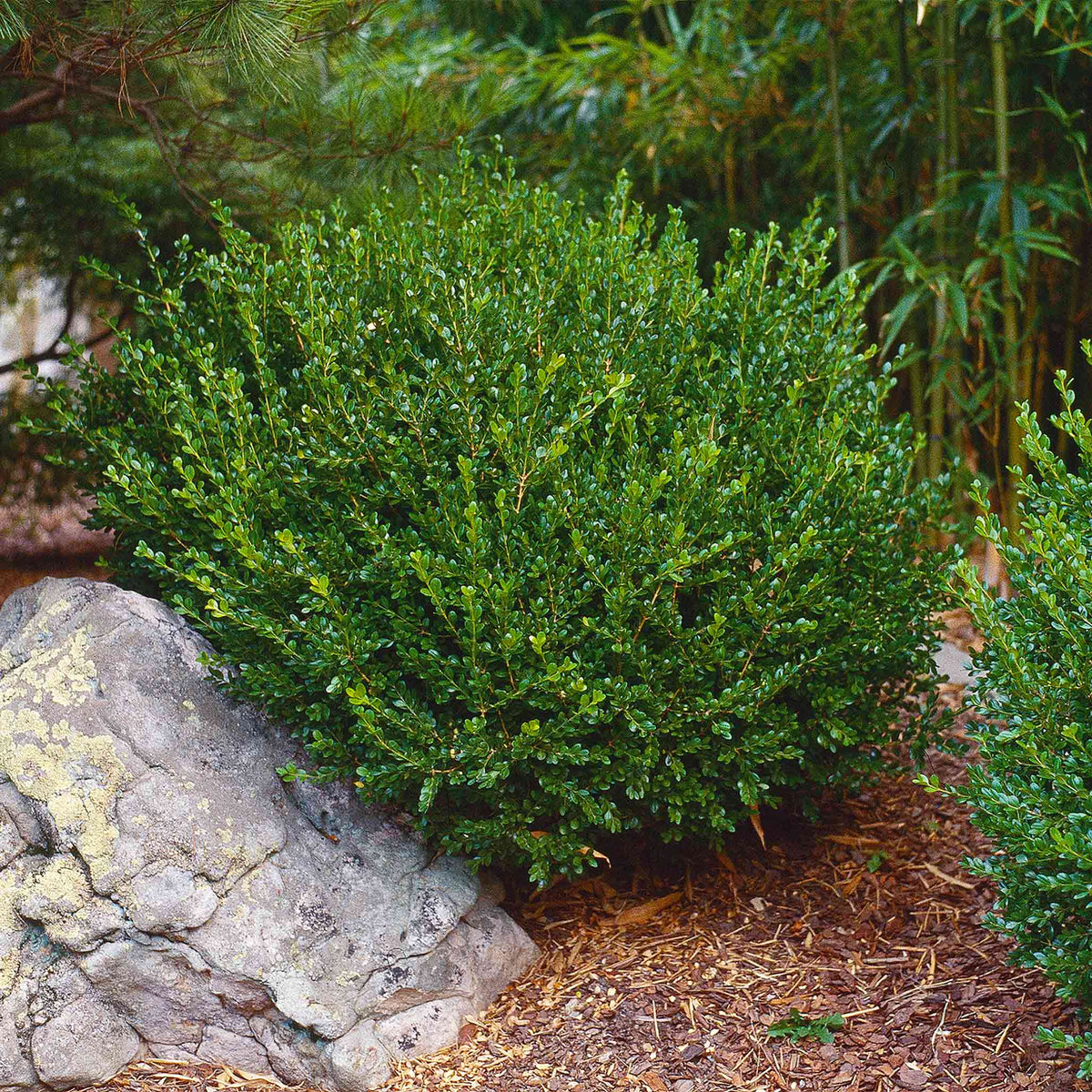Boxwood - Wintergreen - 3 gal