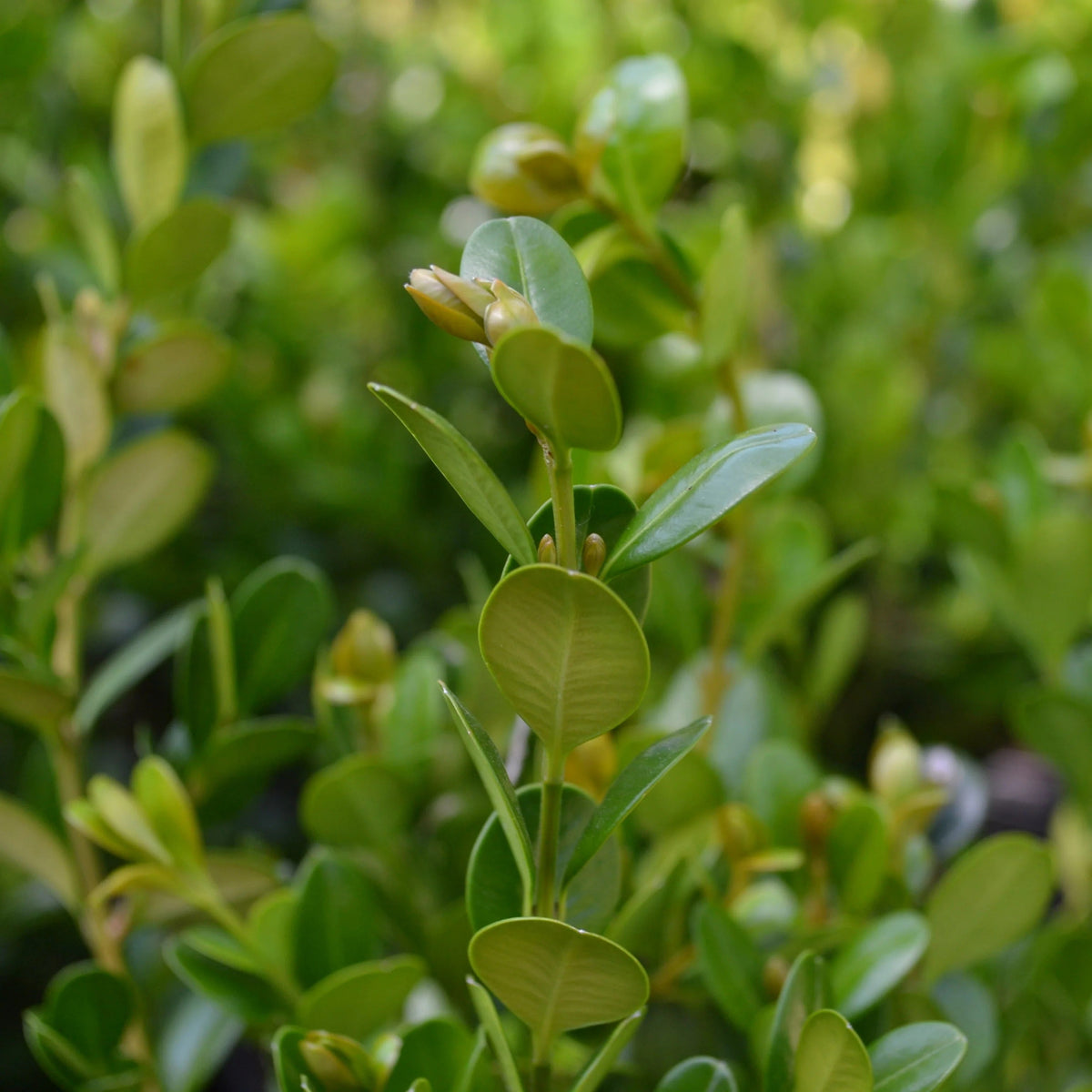 Boxwood - Wintergreen - 3 gal