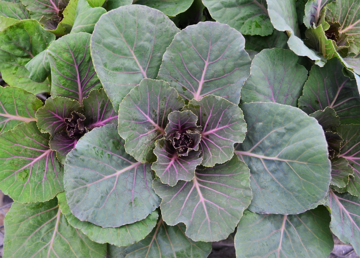 Pigeon Cabbage - 1 Gallon