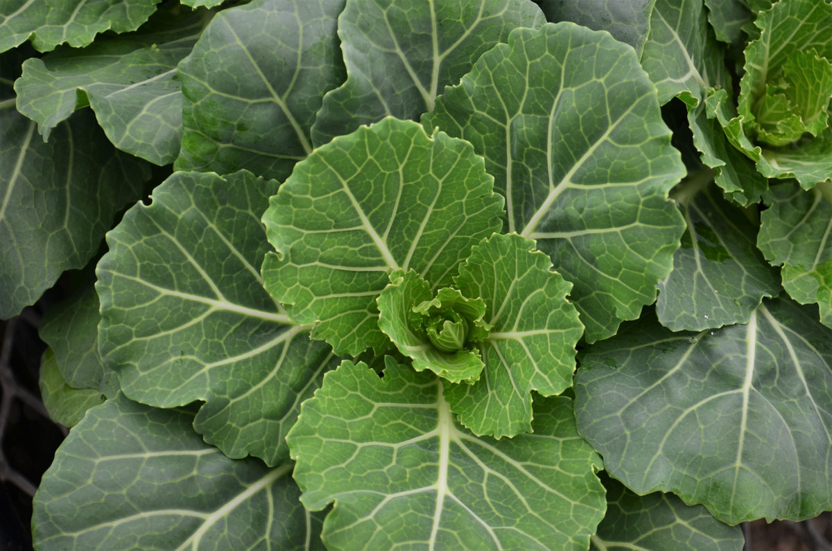 Pigeon Cabbage - 1 Gallon
