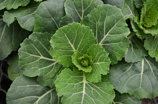Pigeon Cabbage - 1 Gallon