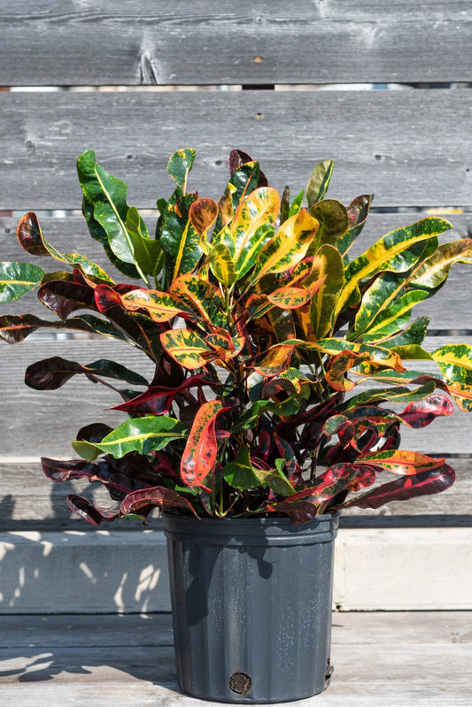 Croton 'Mammy'