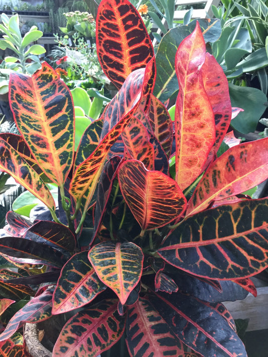 Croton 'Petra'