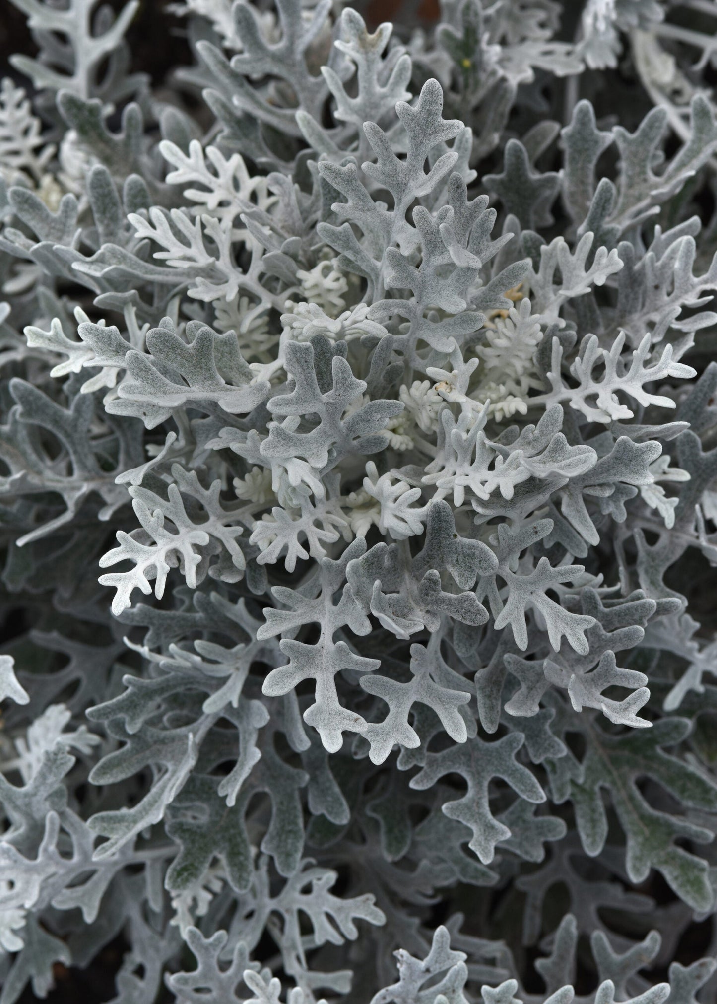 Dusty Miller - 18 Count