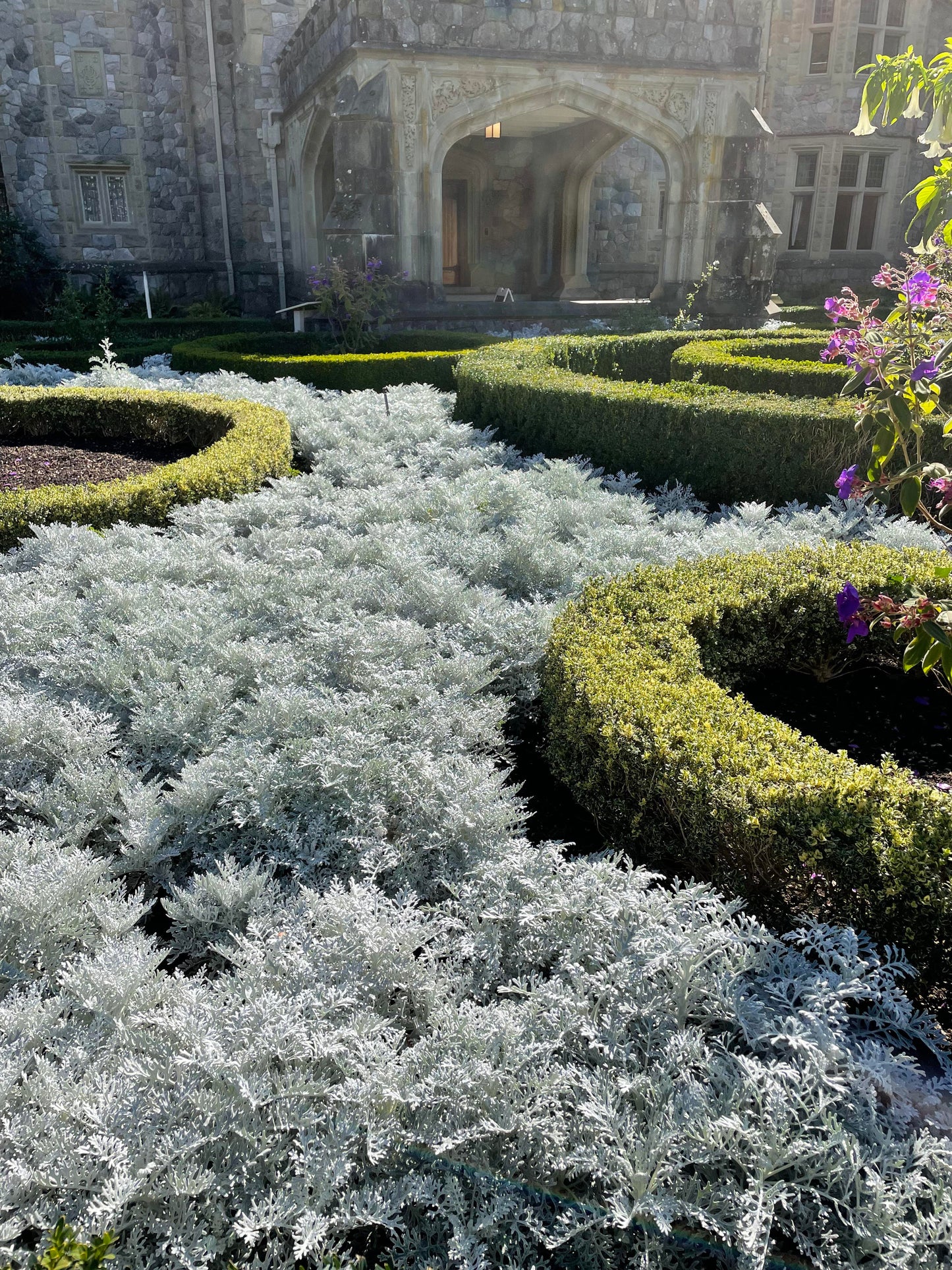 Dusty Miller - 18 Count