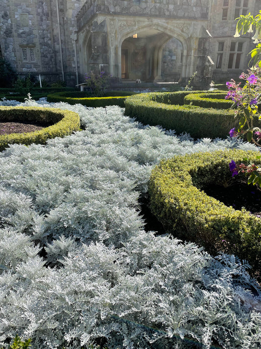 Dusty Miller - 18 Count