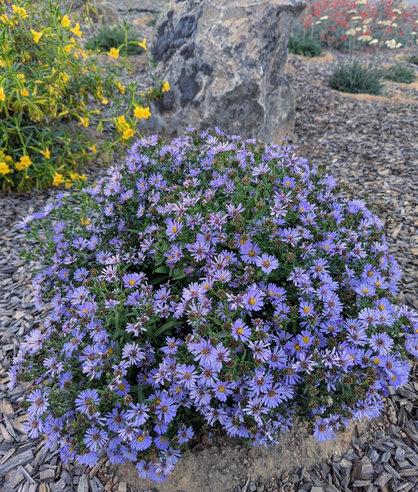 Fall Aster - 1 Gallon