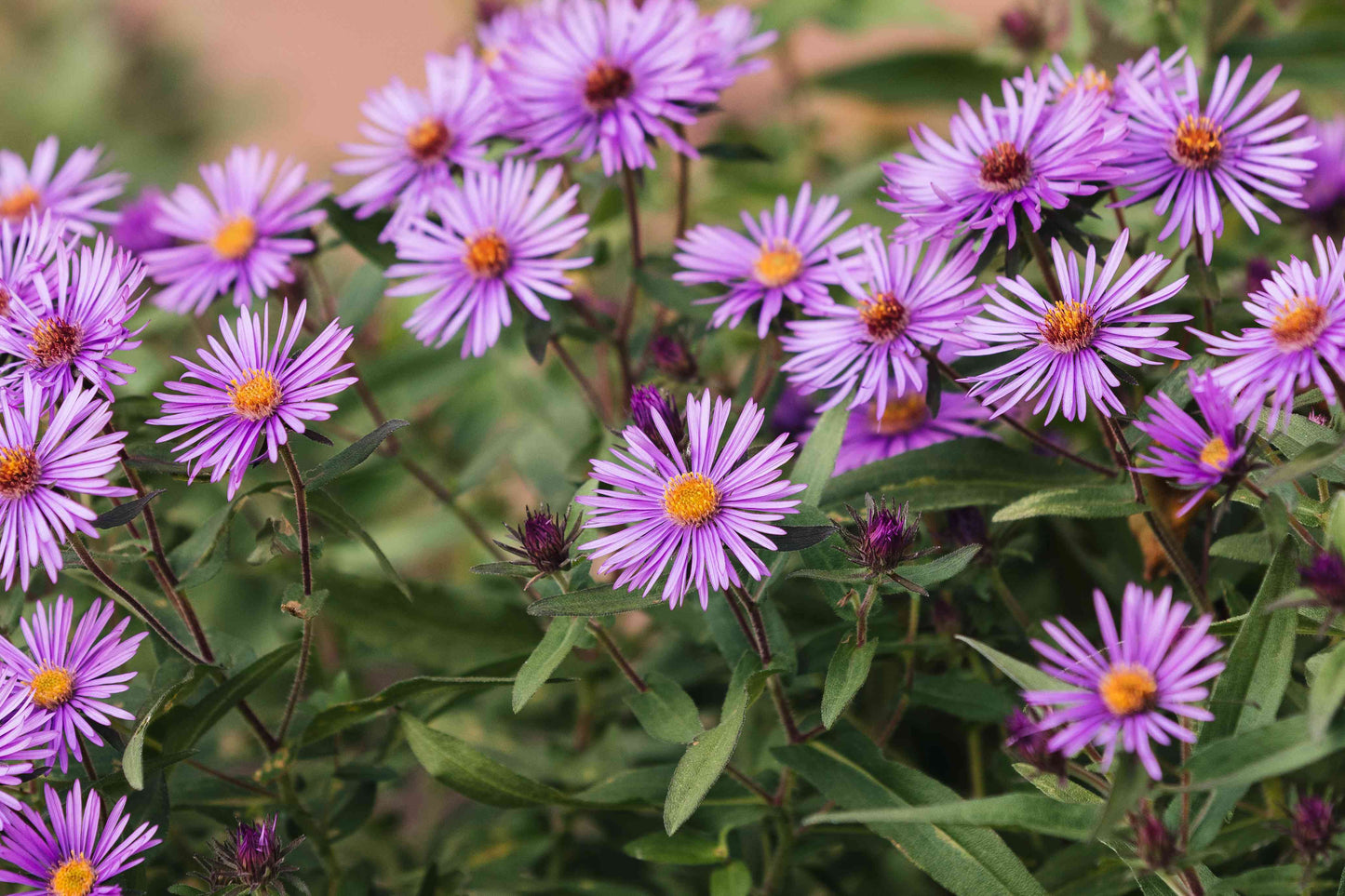 Fall Aster - 1 Gallon