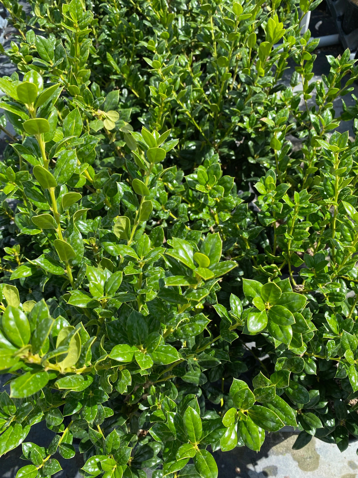 Holly - Dwarf Buford