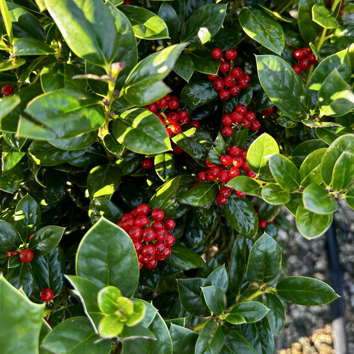 Holly - Dwarf Buford