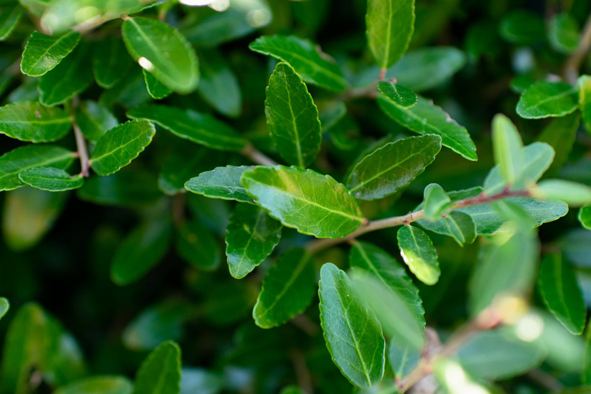 Holly - Dwarf Yaupon - 3 gal