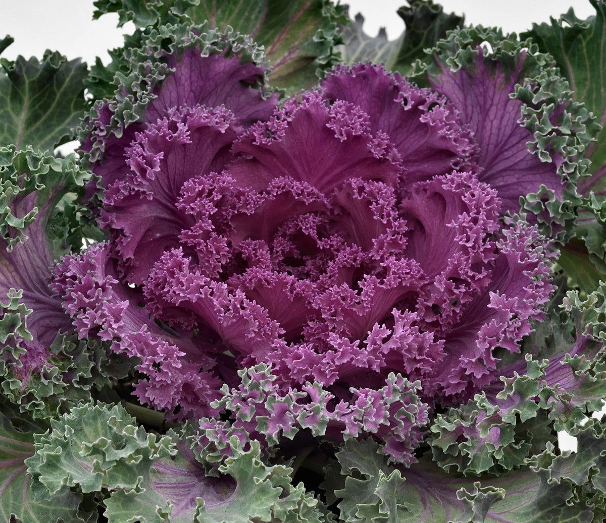 Nagoya Kale - 1 Gallon