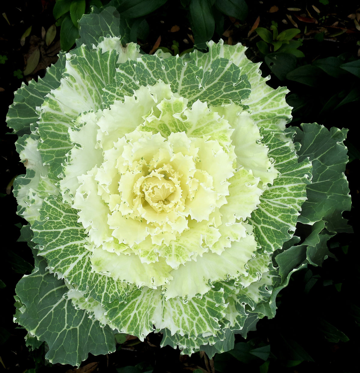 Nagoya Kale - 1 Gallon