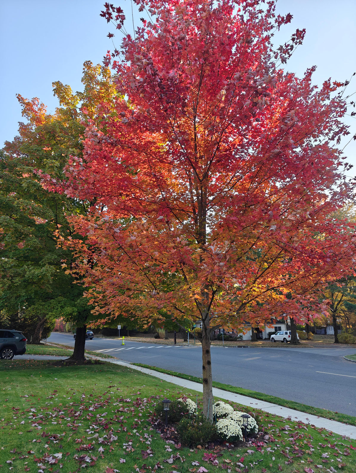 Maple - Autumn Blaze