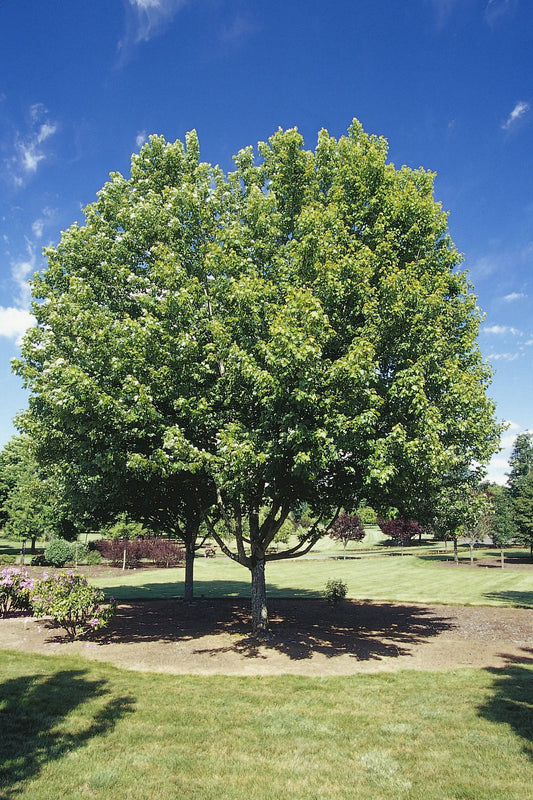 October Glory Maple