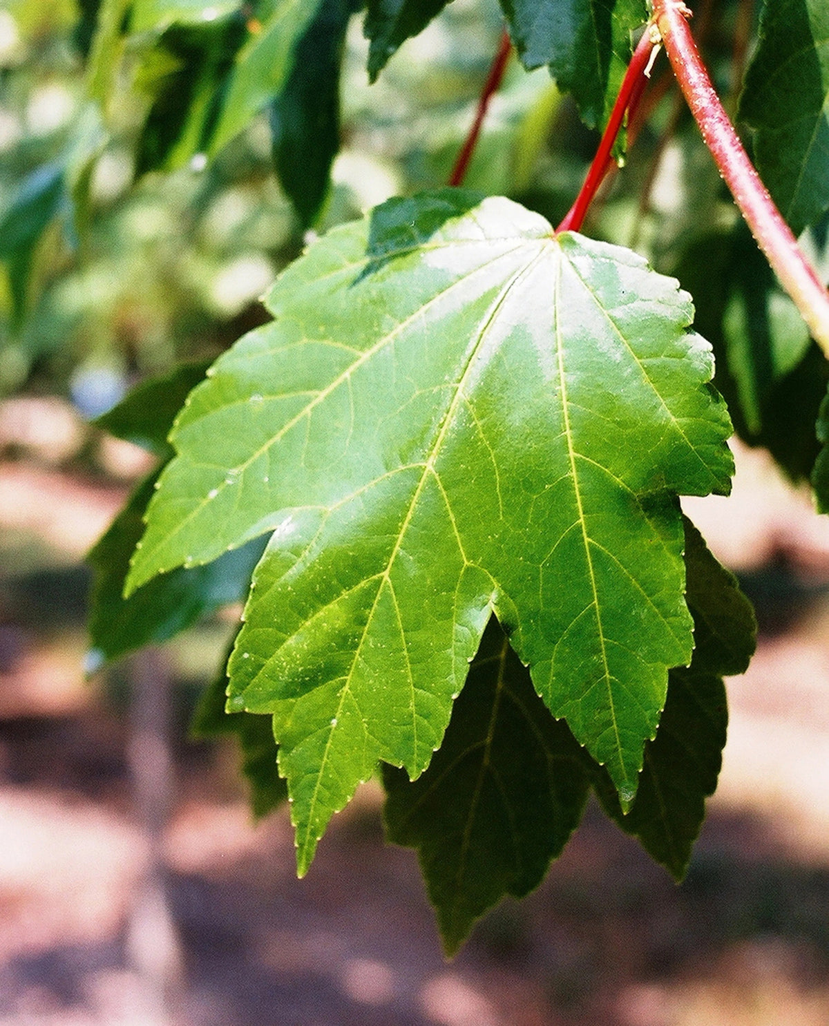 Maple - October Glory