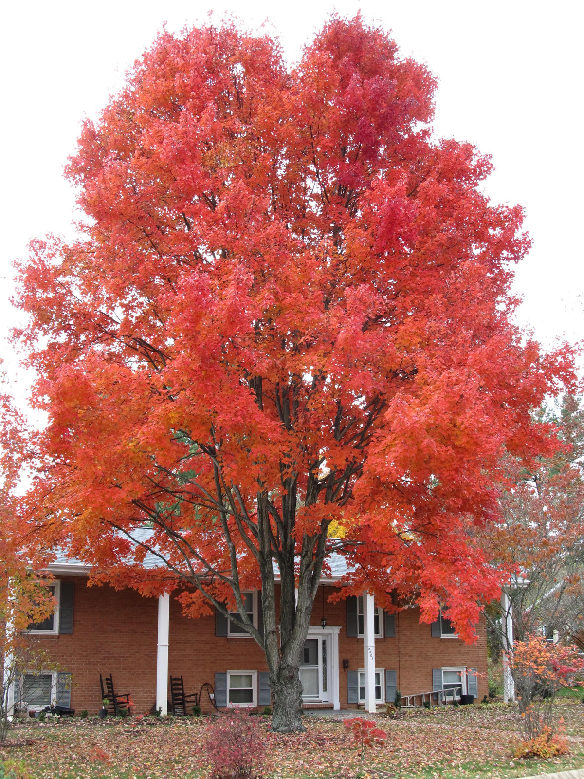 Maple - October Glory