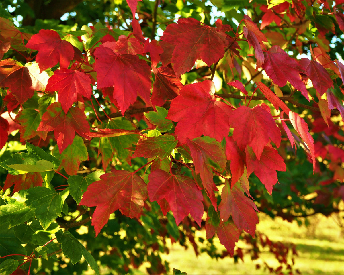 Maple - October Glory