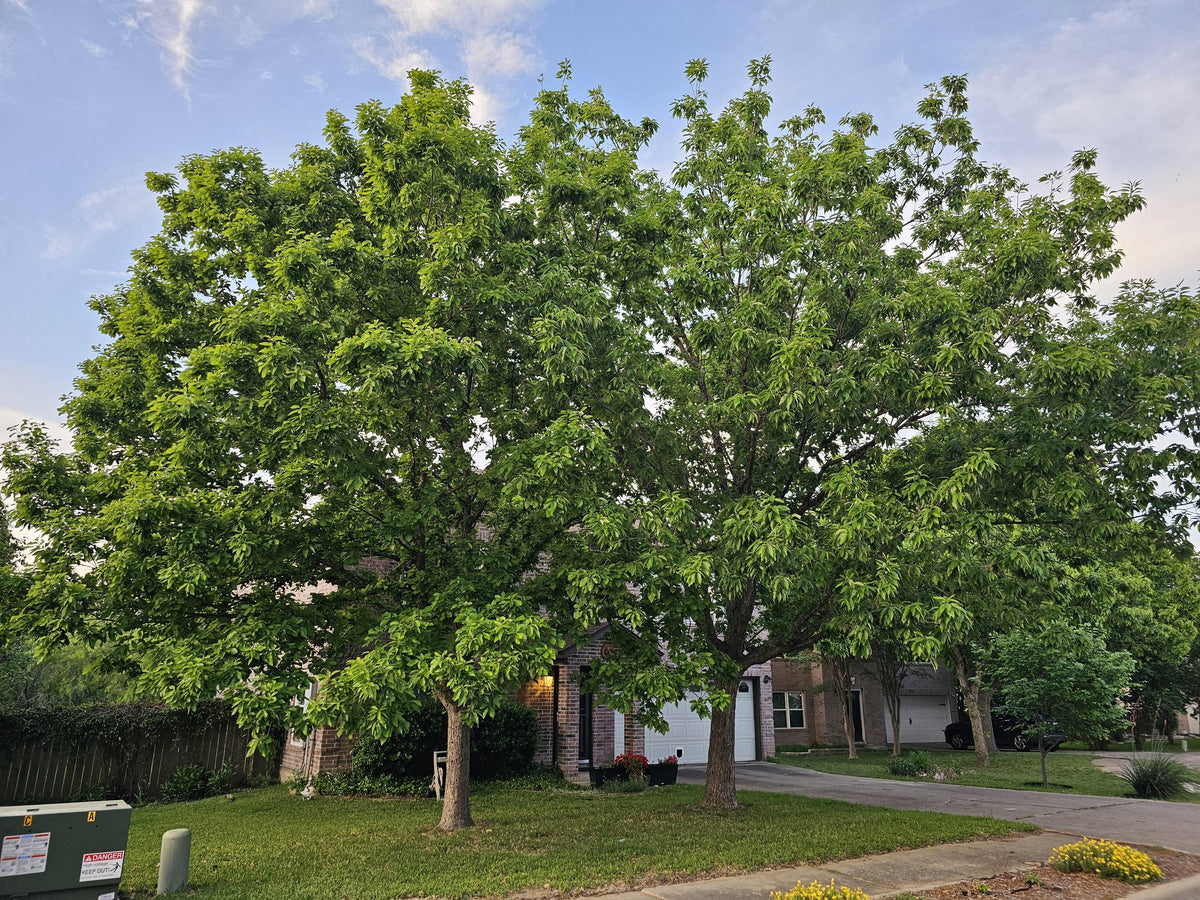 Oak - Chinquapin