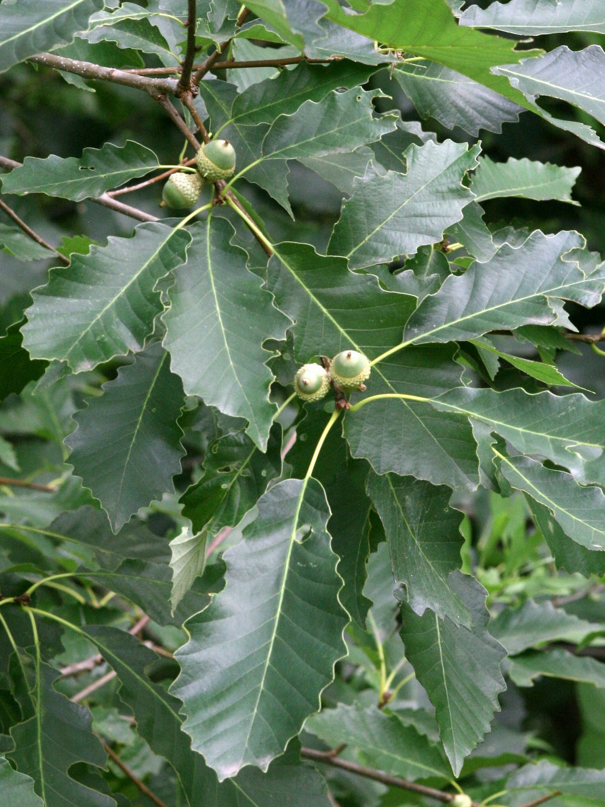 Oak - Chinquapin