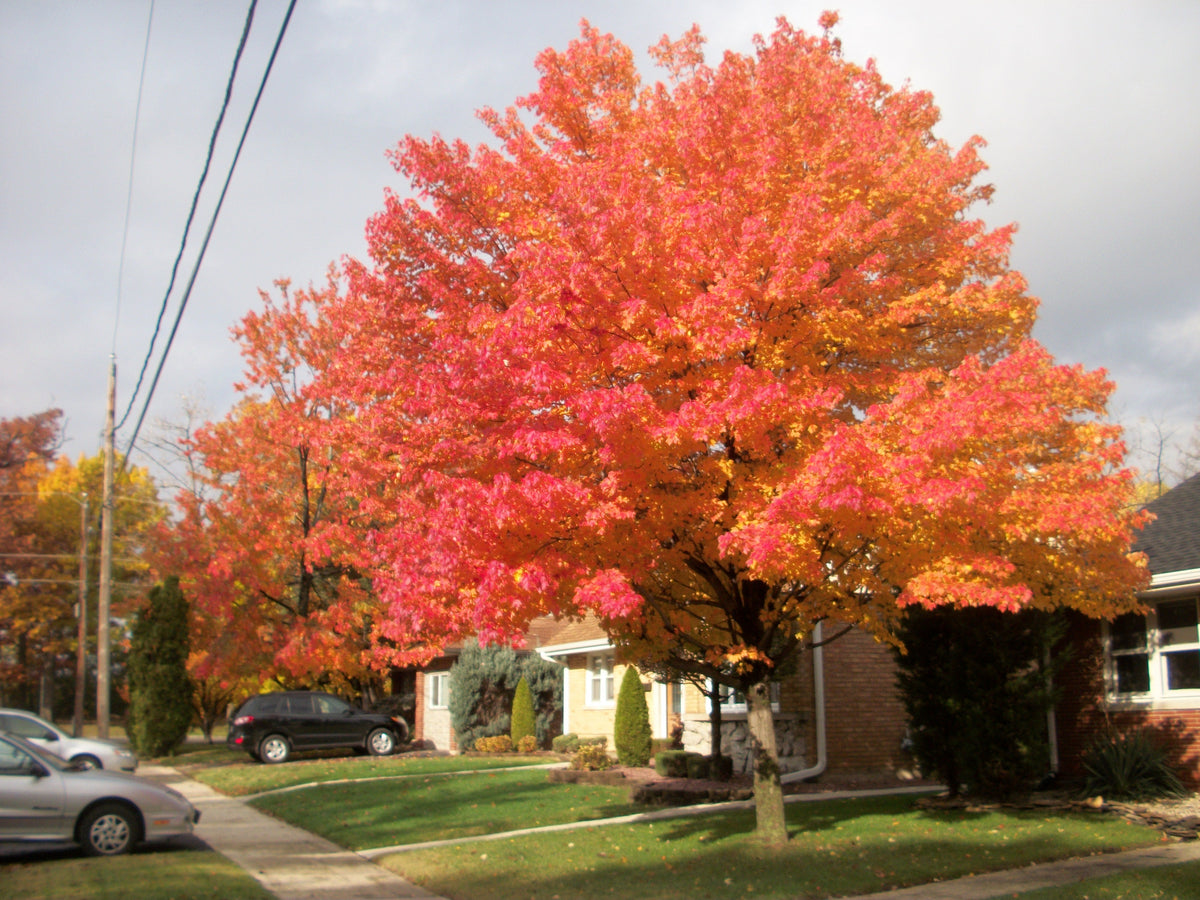 Oak - Chinquapin