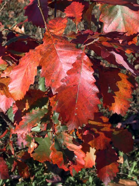 Oak - Chinquapin