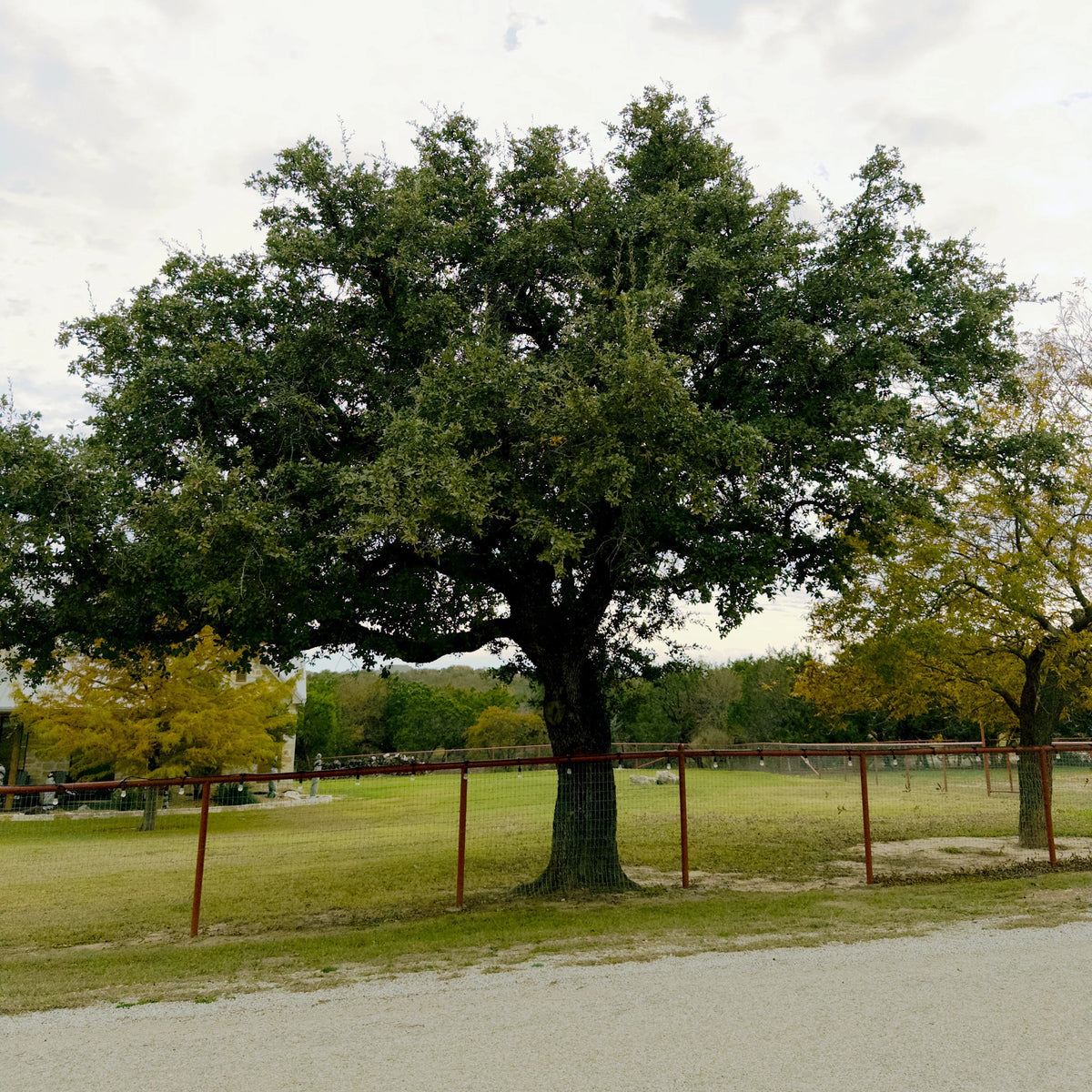 Oak - Mexican White
