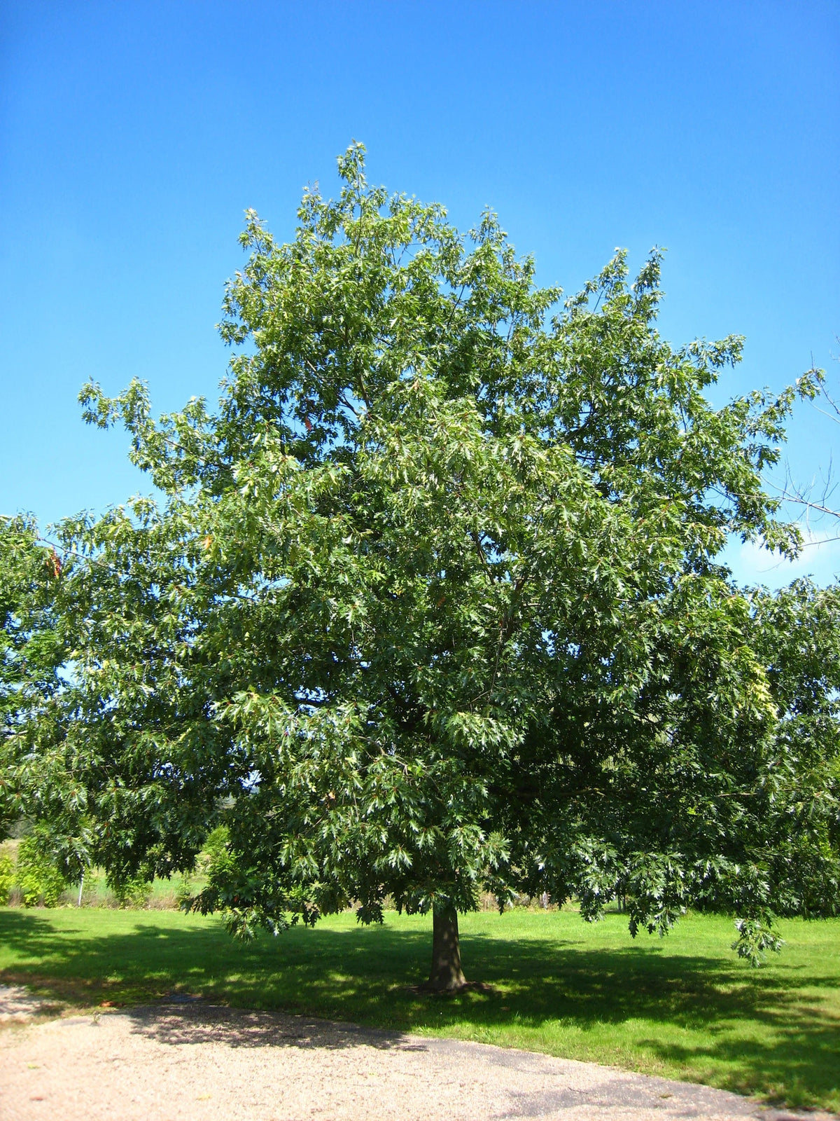 Oak - Red