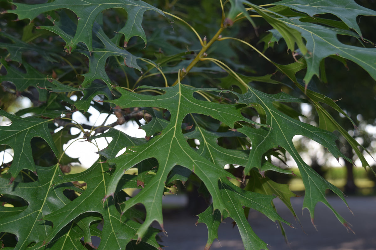Oak - Red