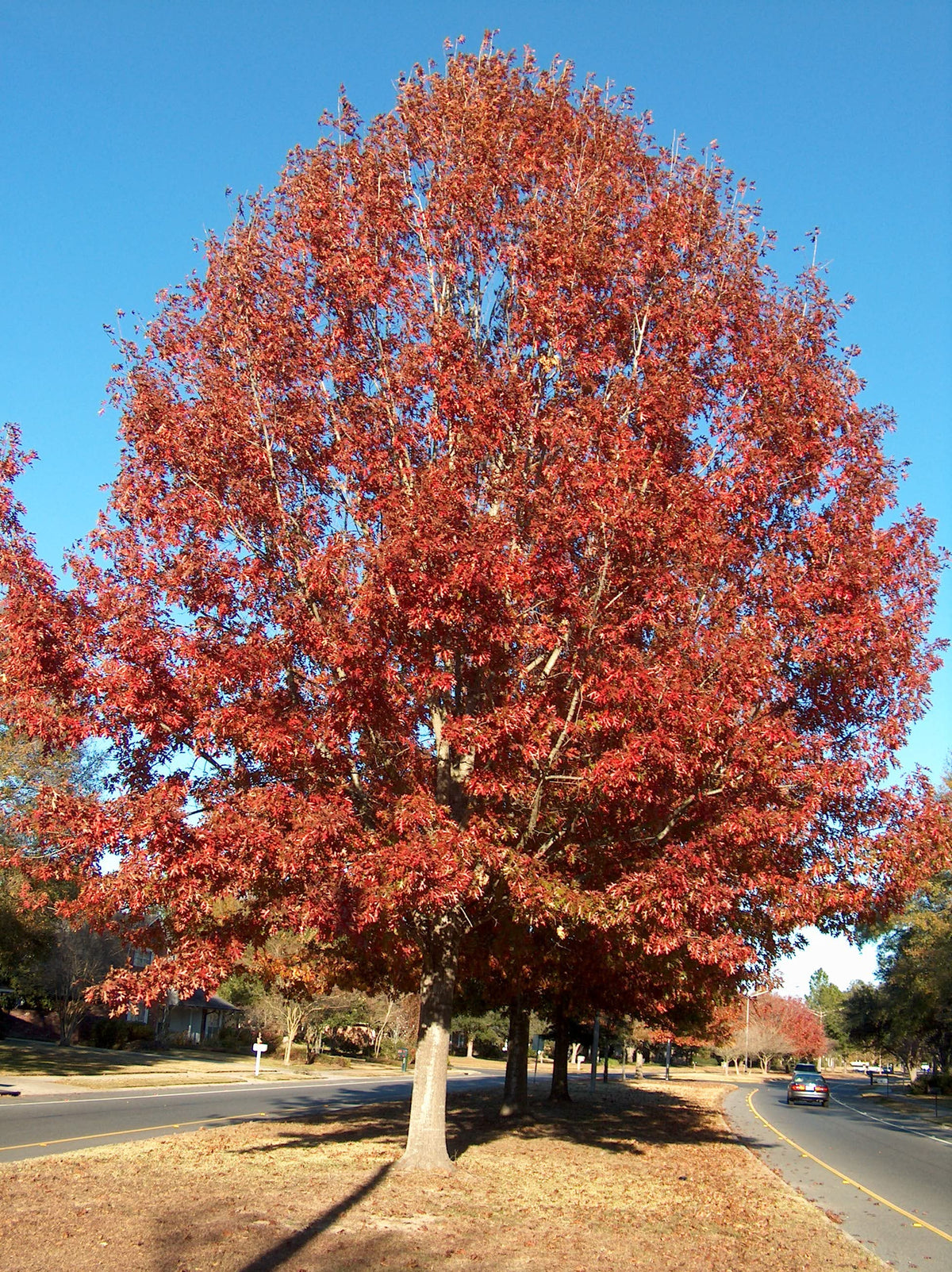 Oak - Red