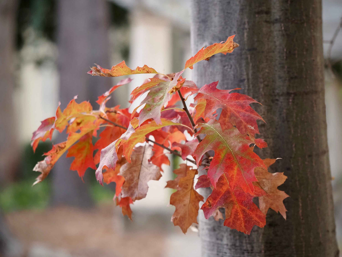Oak - Red