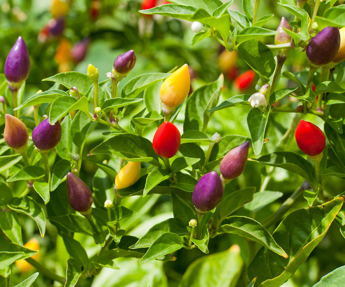 Ornamental Peppers