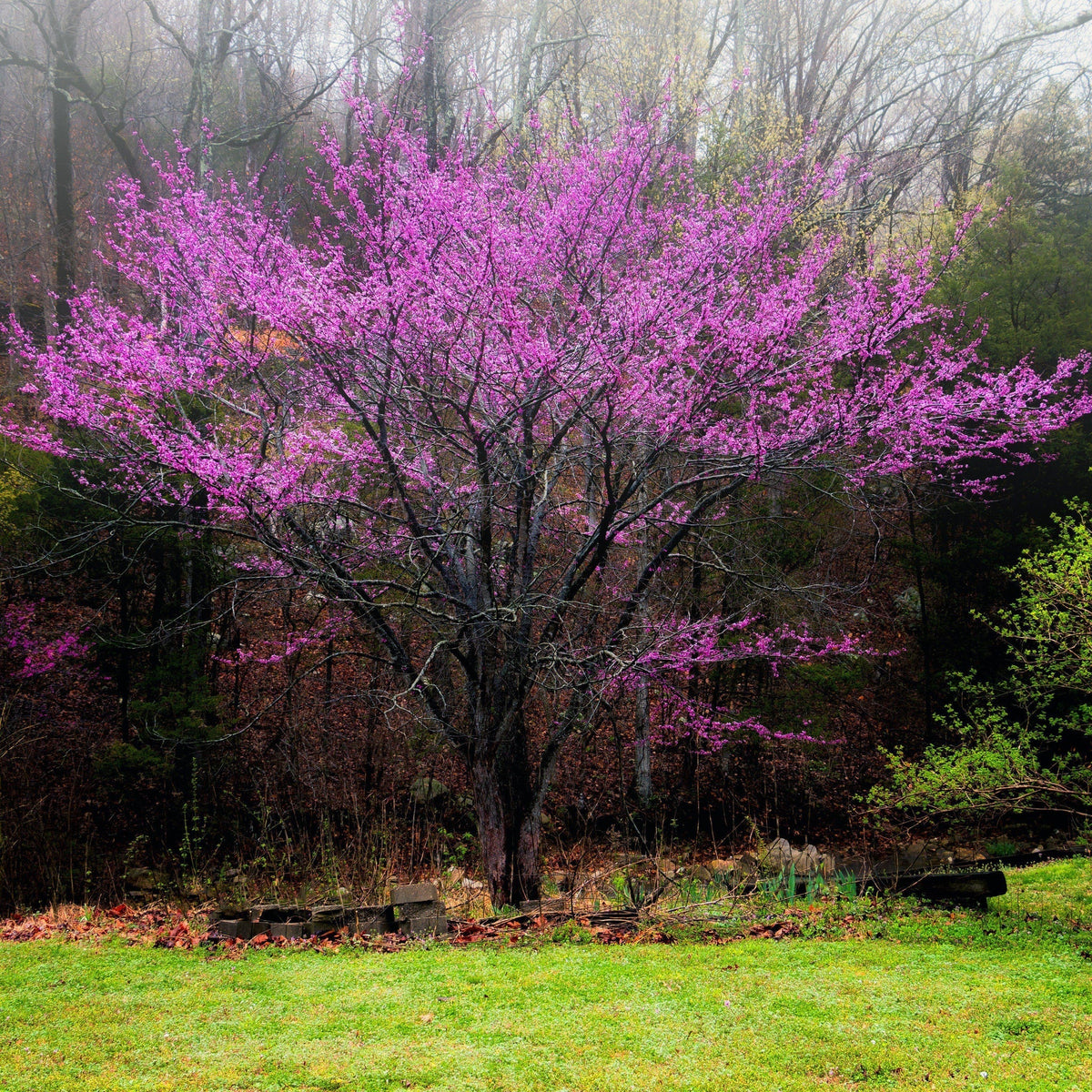 Redbud - Oklahoma
