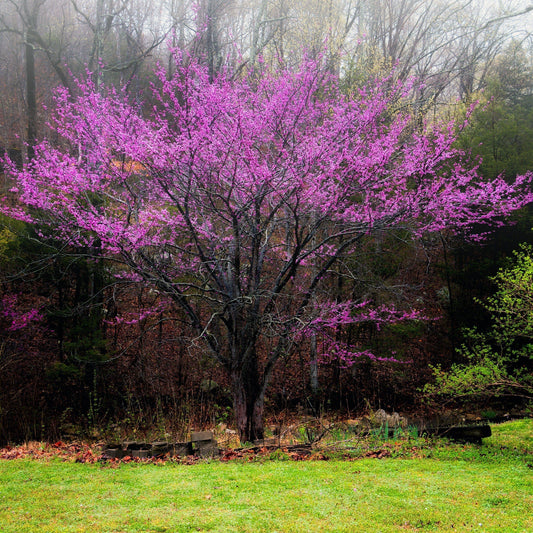 Oklahoma Redbud