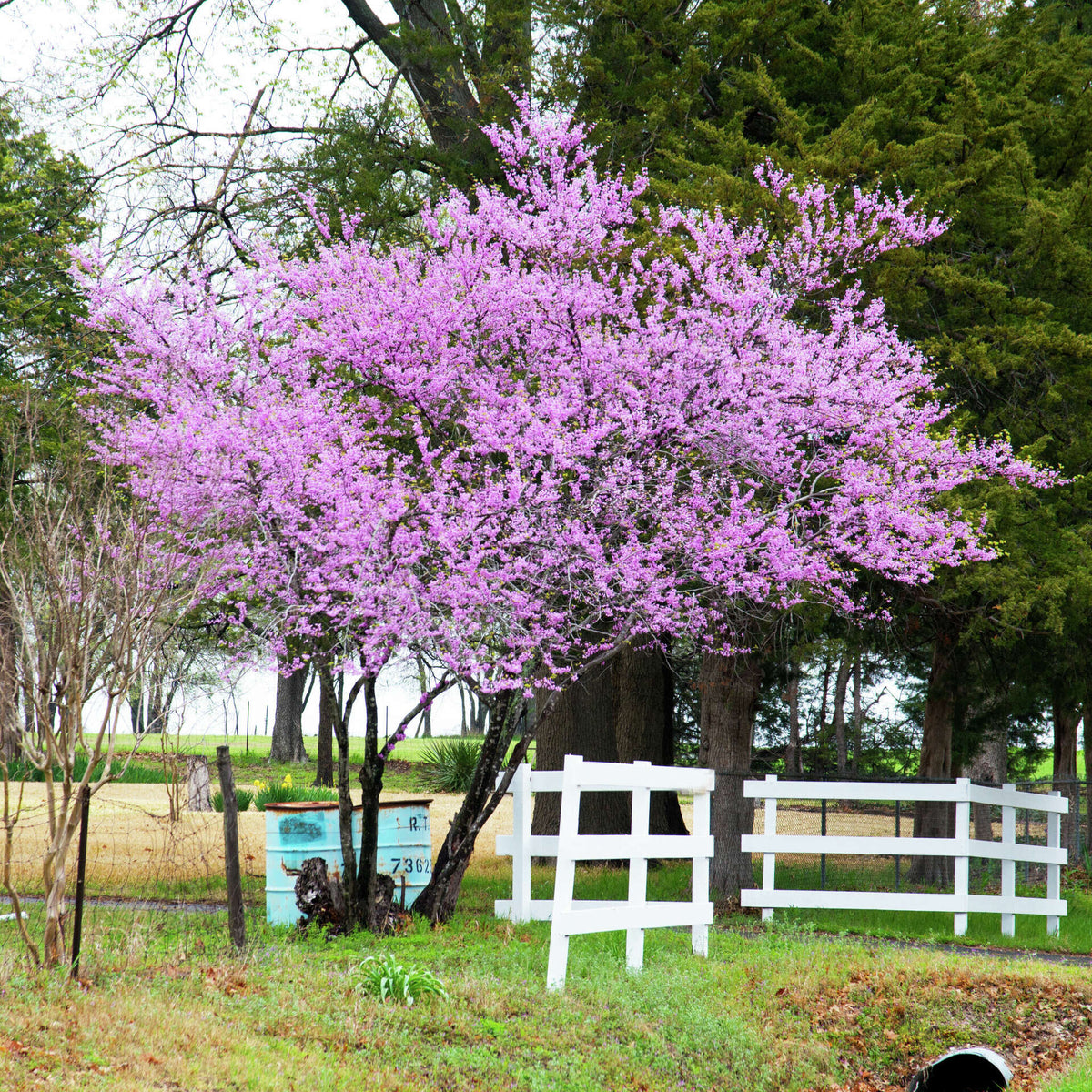 Redbud - Texas