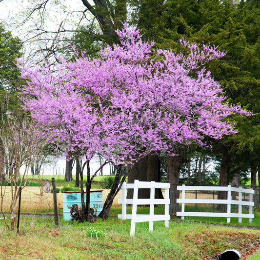 Texas Redbud